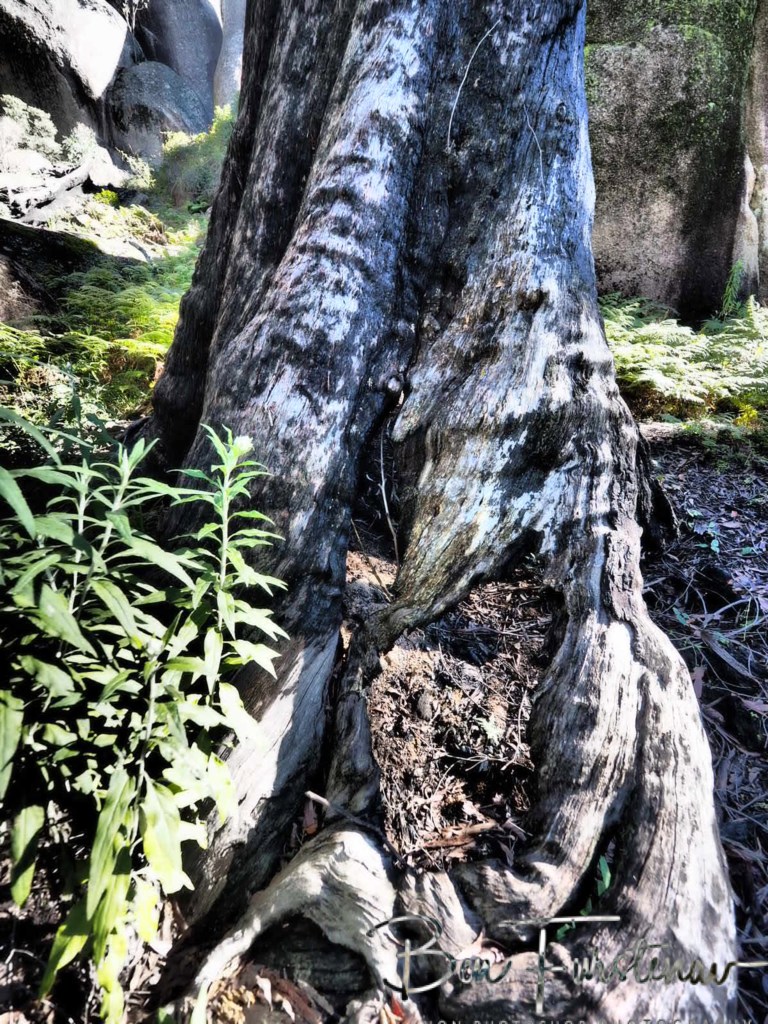 Basket Swamp National Park, Tenterfield, Northern New South Wales, Australia