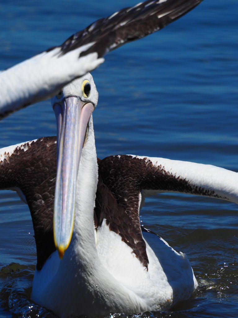Iluka, Northern New South Wales, Australia
