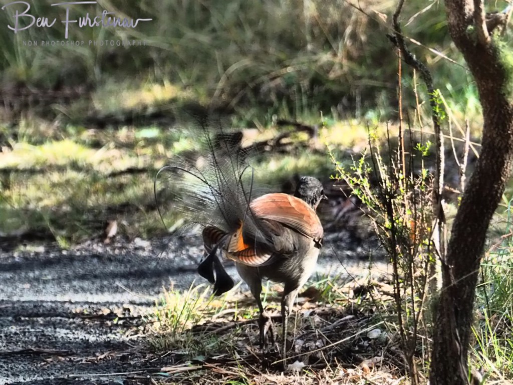 Oxley Wild Rivers National Park, Northern New South Wales, Australia