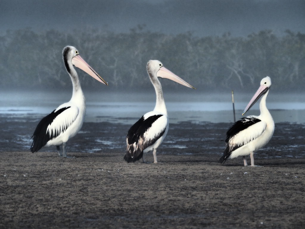 Golden Beach, Caloundra, Sunshine Coast, Queensland, Australia