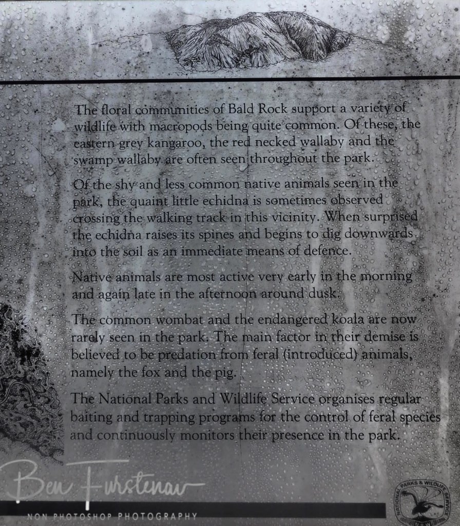 Bald Rock National Park, Tenterfield, Northern New South Wales, Australia