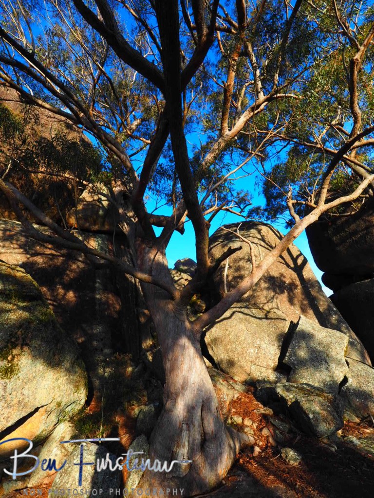 Basket Swamp National Park, Tenterfield, Northern New South Wales, Australia