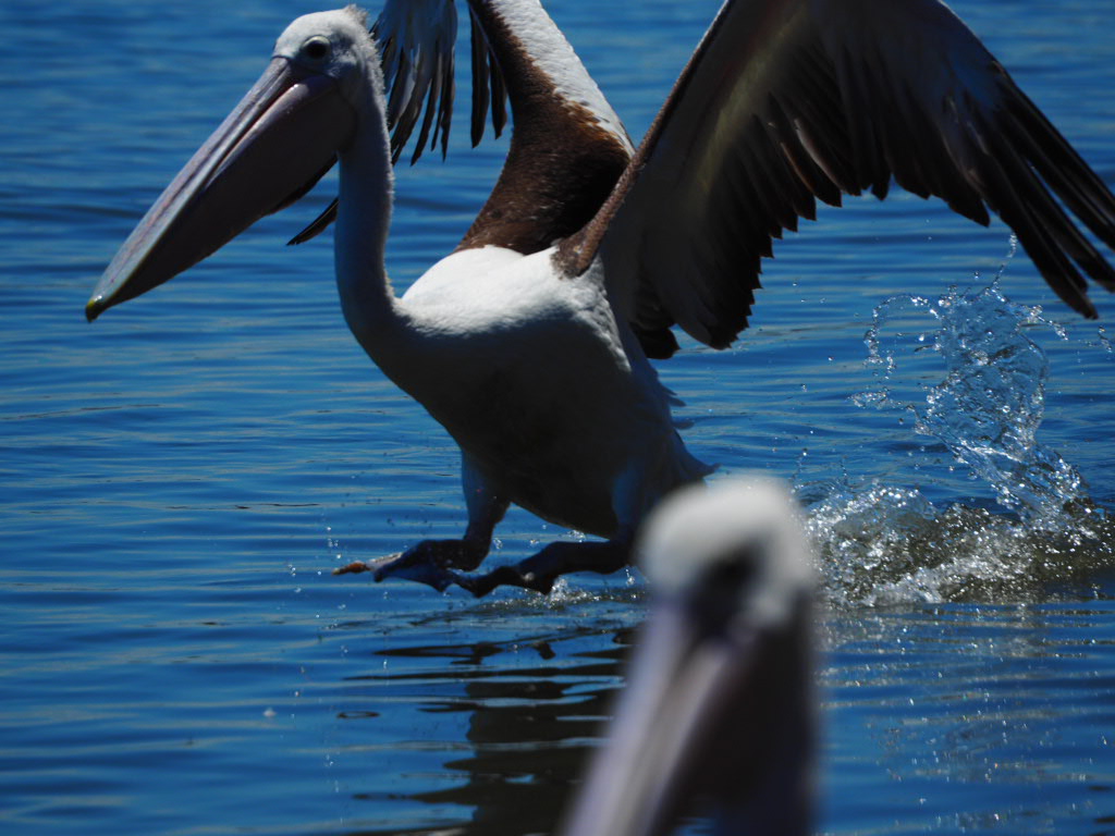 Iluka, Northern New South Wales, Australia