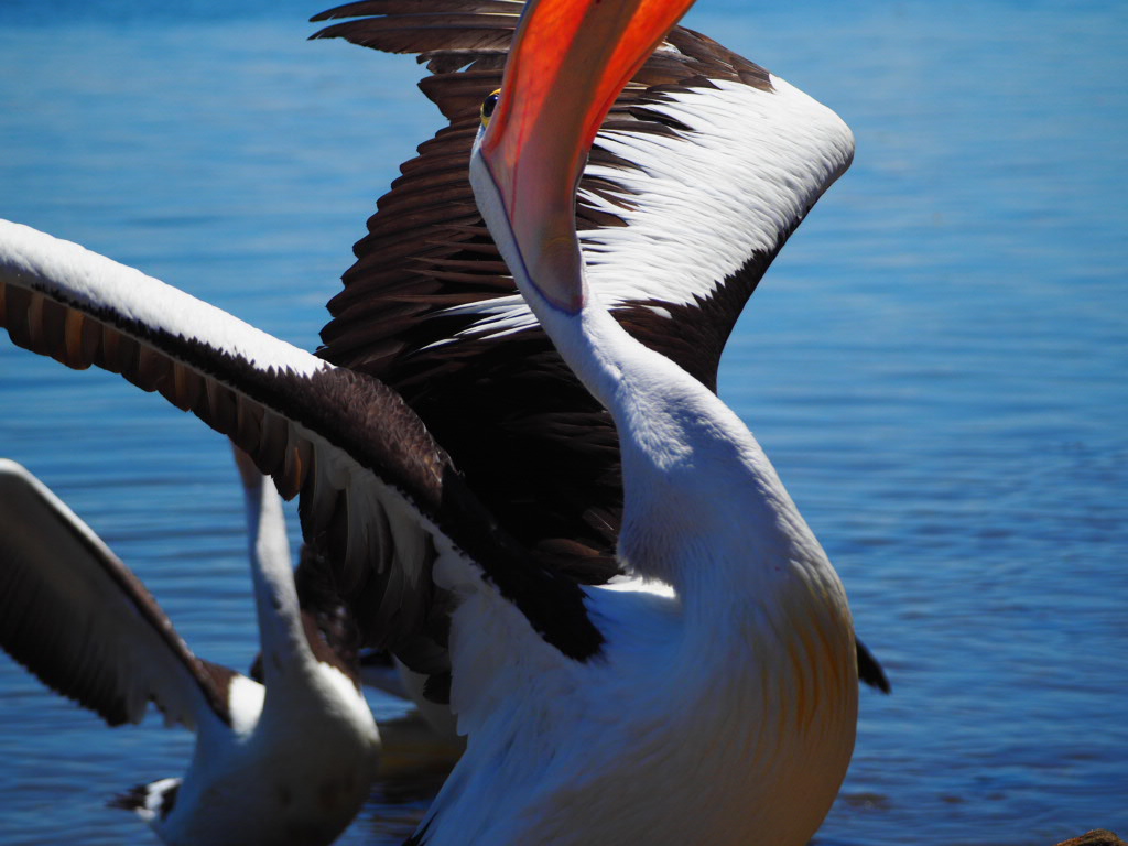 Iluka, Northern New South Wales, Australia