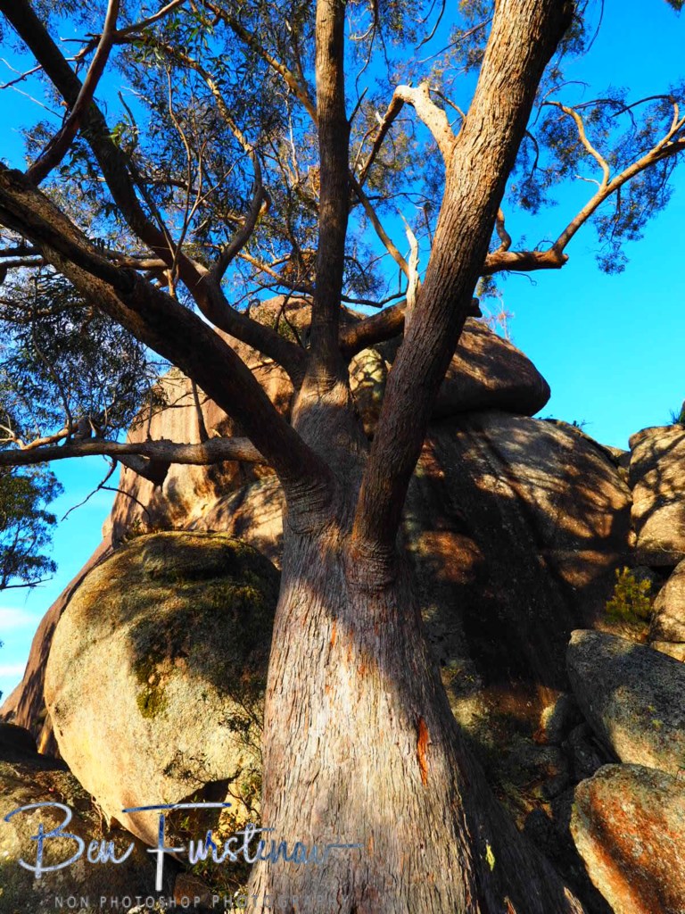 Basket Swamp National Park, Tenterfield, Northern New South Wales, Australia