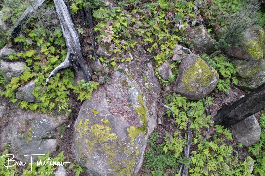 Basket Swamp National Park, Tenterfield, Northern New South Wales, Australia