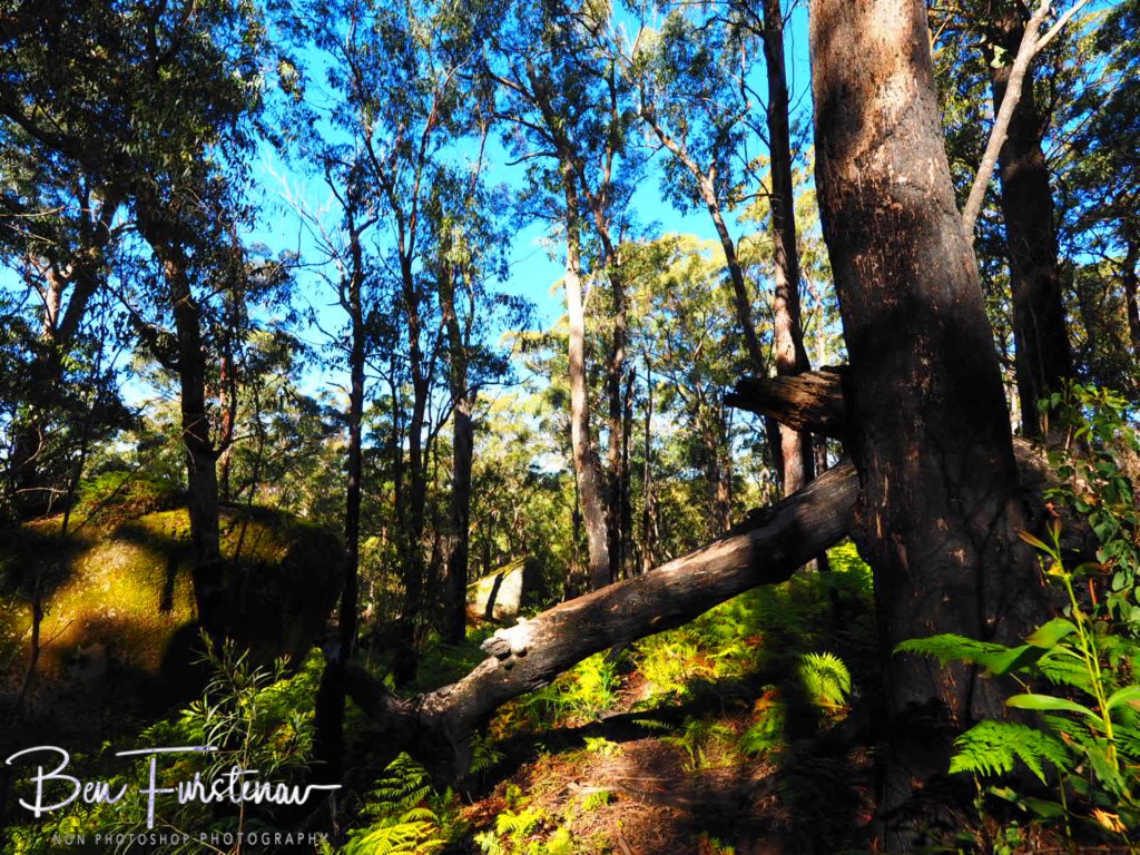 Basket Swamp National Park, Tenterfield, Northern New South Wales, Australia