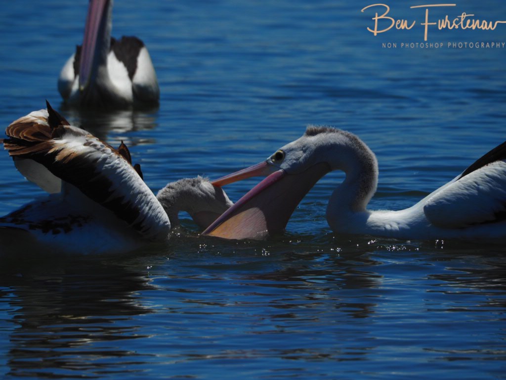 Iluka, Northern New South Wales, Australia