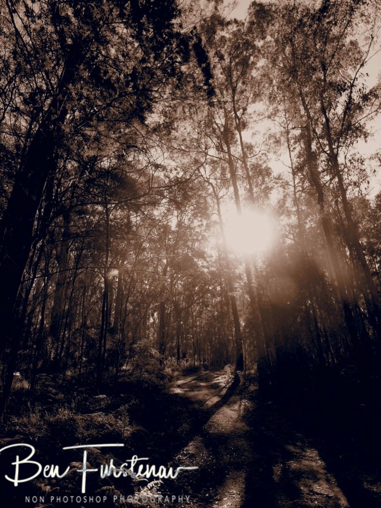 Basket Swamp National Park, Tenterfield, Northern New South Wales, Australia