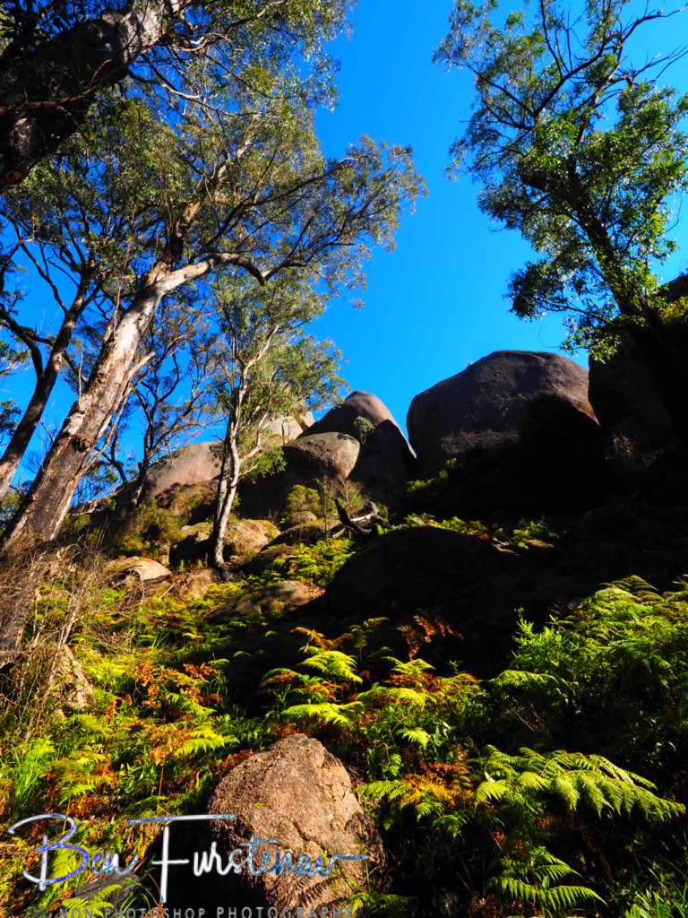 Basket Swamp National Park, Tenterfield, Northern New South Wales, Australia