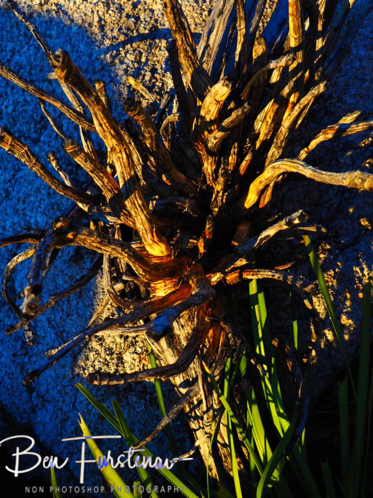 Bald Rock National Park, Tenterfield, Northern New South Wales, Australi
