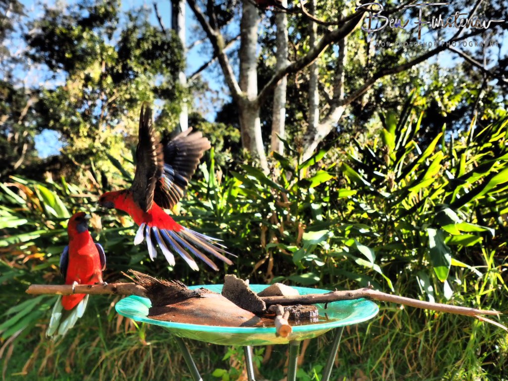 Valla, Northern New South Wales, Australia