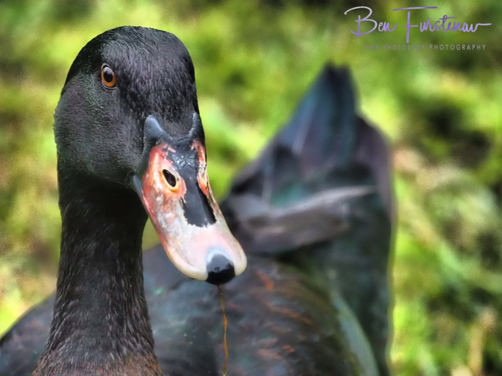 Valla, Northern New South Wales, Australia