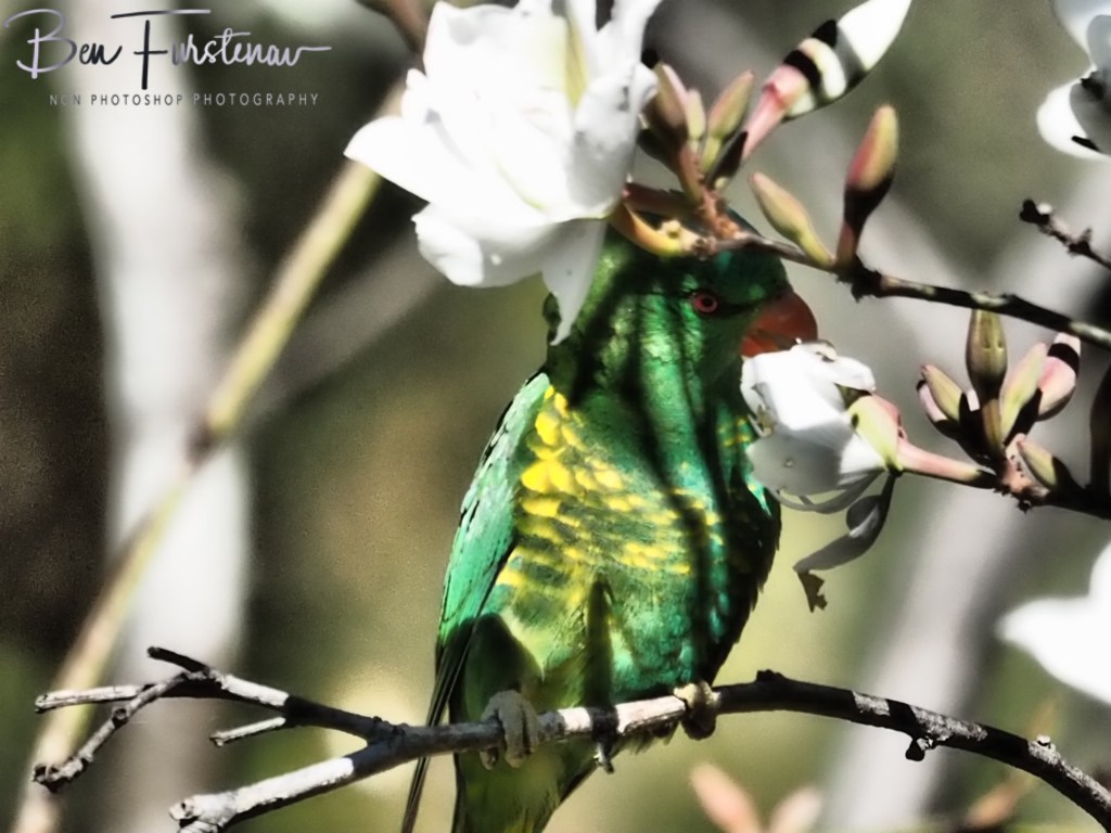 Valla, Northern New South Wales, Australia