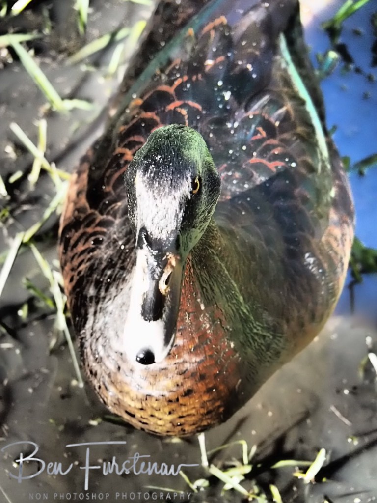 Valla, Northern New South Wales, Australia