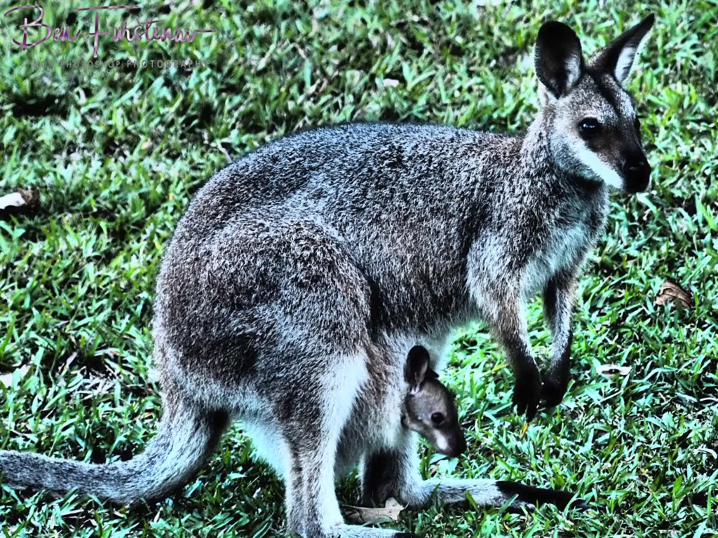 Valla, Northern New South Wales, Australia