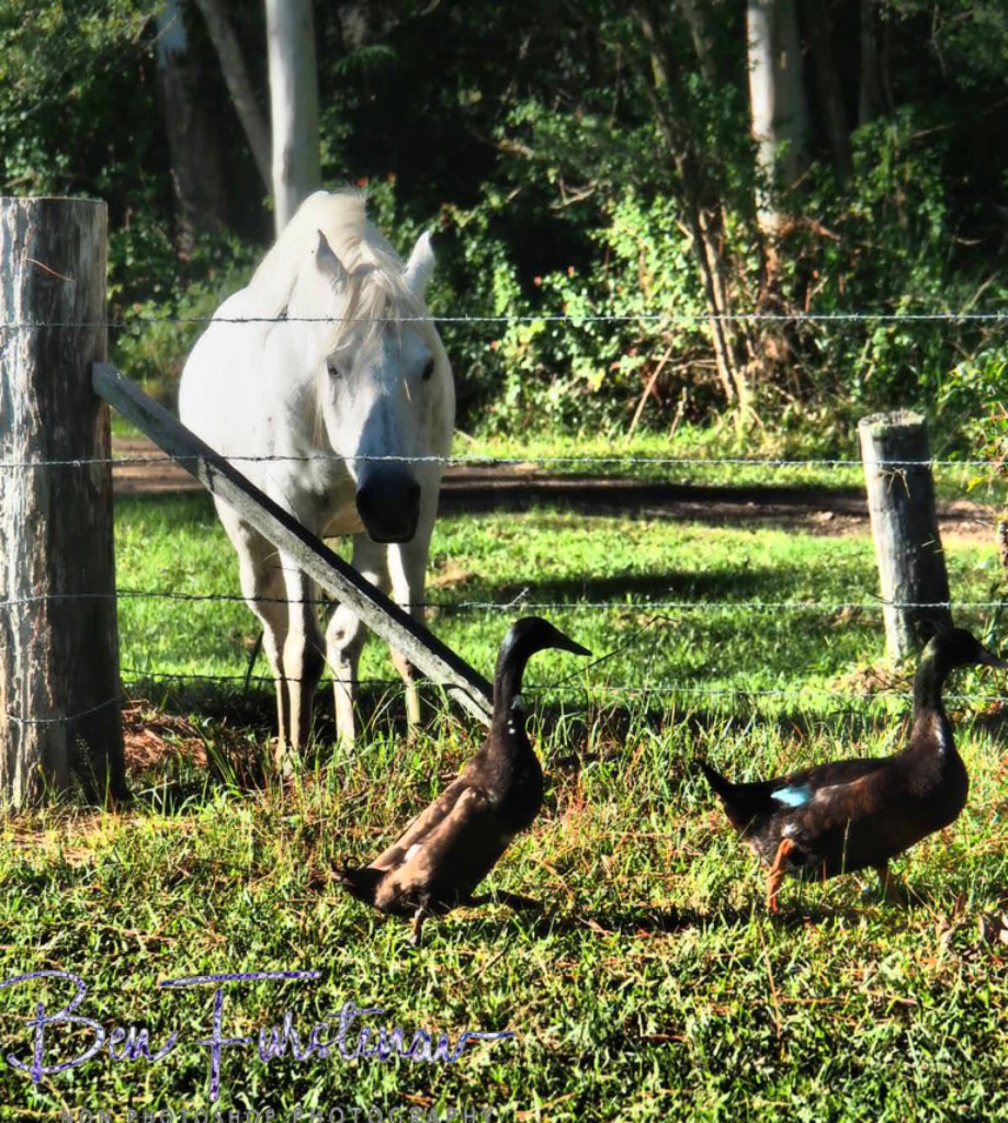 Valla, Northern New South Wales, Australia