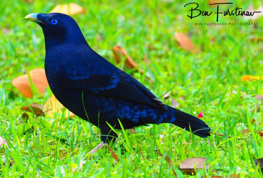 Valla, Northern New South Wales, Australia