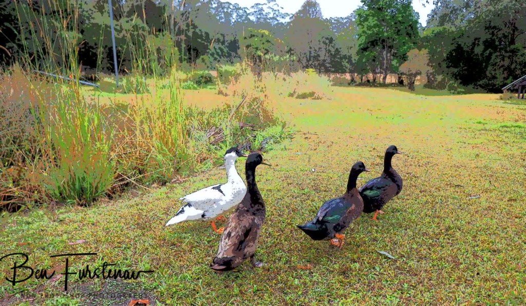 Valla, Northern New South Wales, Australia