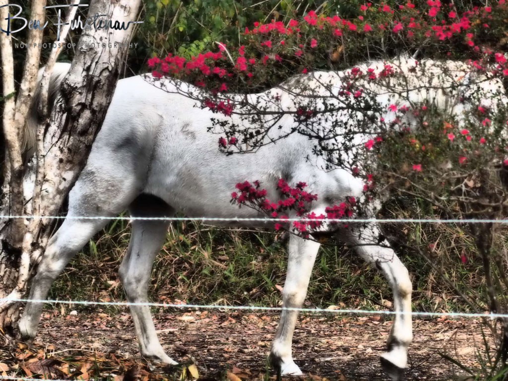 Valla, Northern New South Wales, Australia