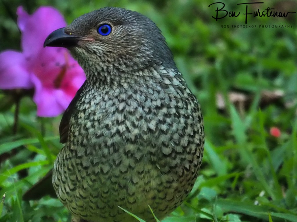 Valla, Northern New South Wales, Australia