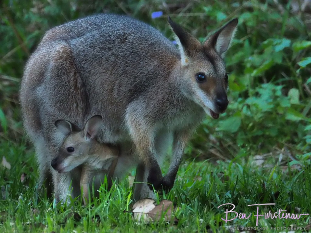 Valla, Northern New South Wales, Australia