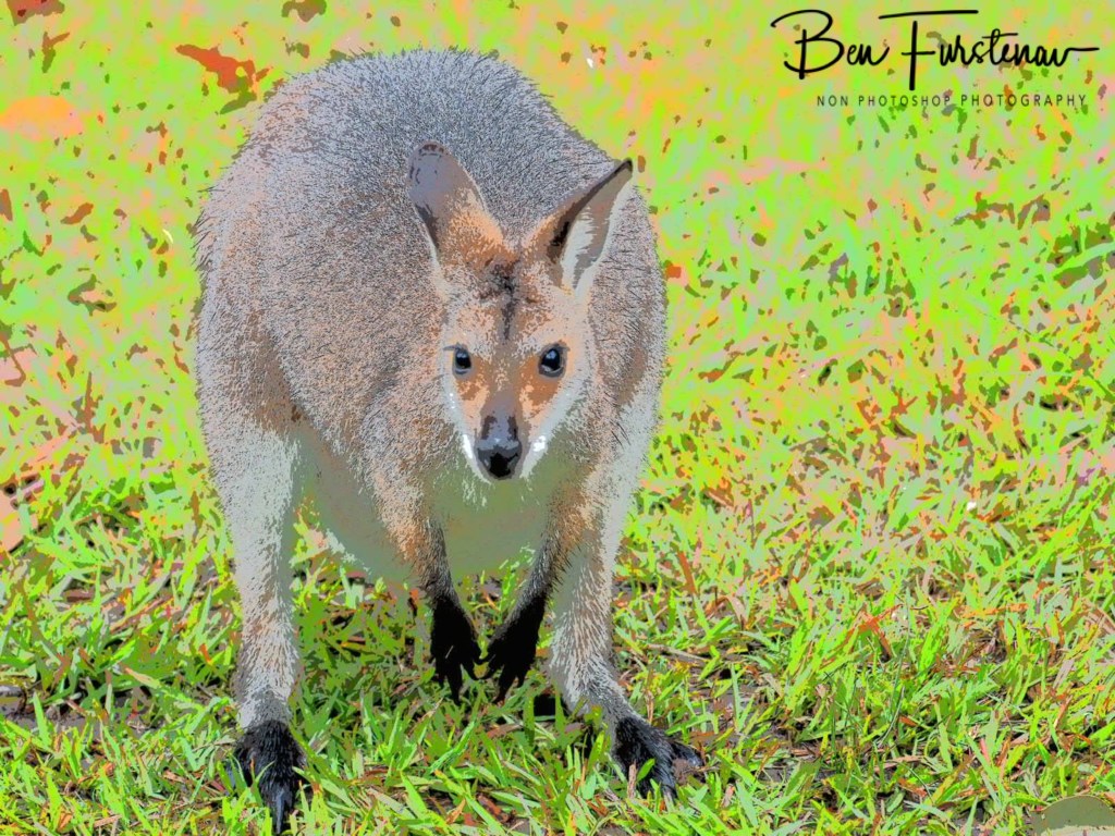 Valla, Northern New South Wales, Australia