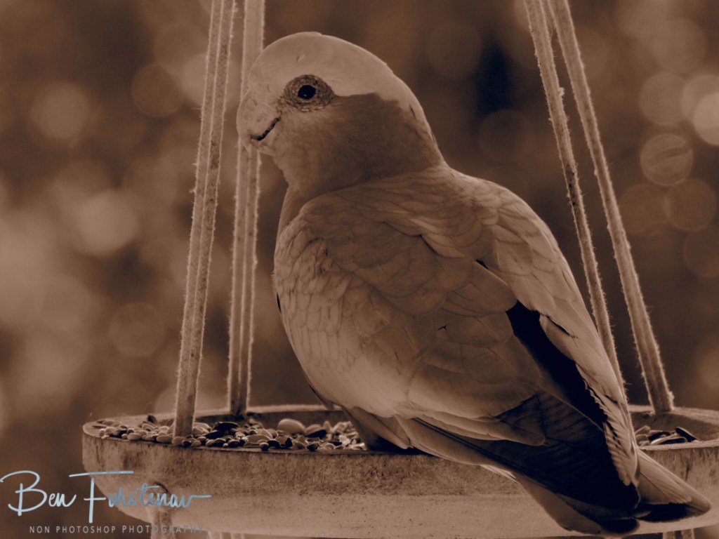 Valla, Northern New South Wales, Australia