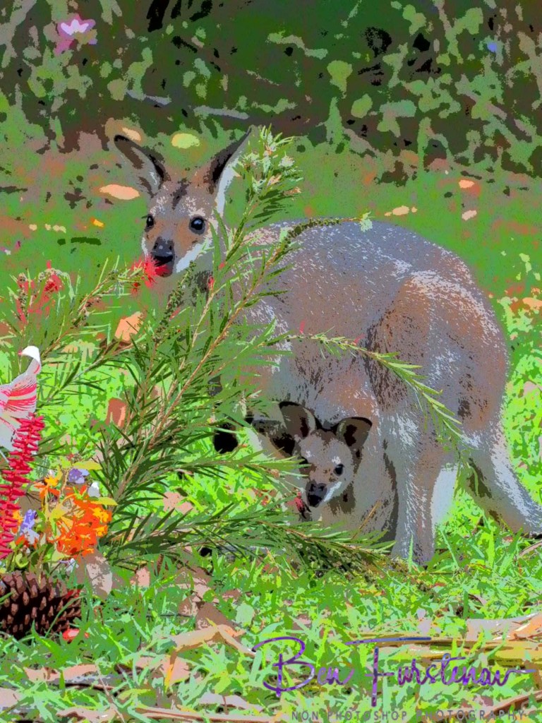 Valla, Northern New South Wales, Australia 