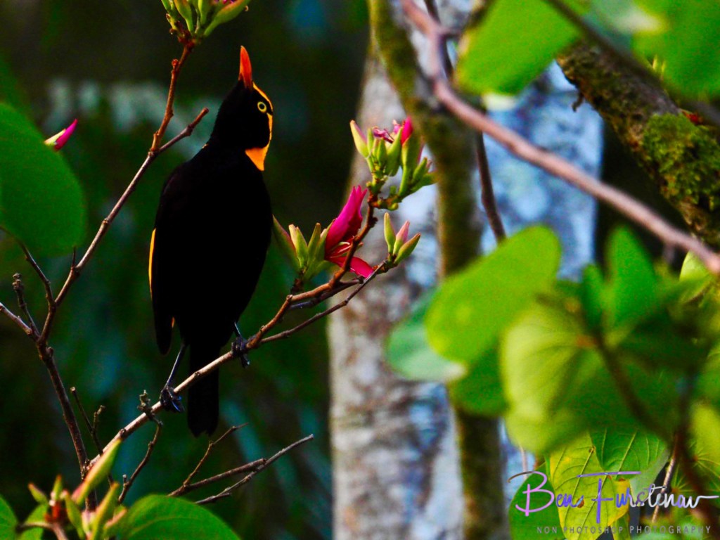 Valla, Northern New South Wales, Australia 