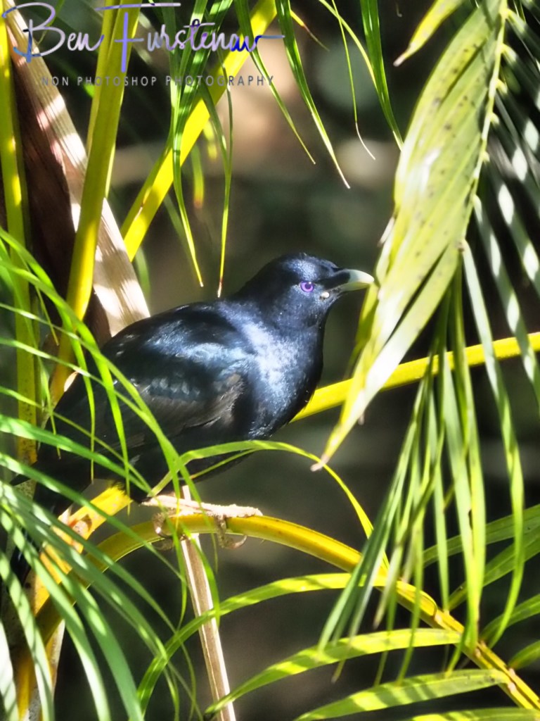 Valla, Northern New South Wales, Australia