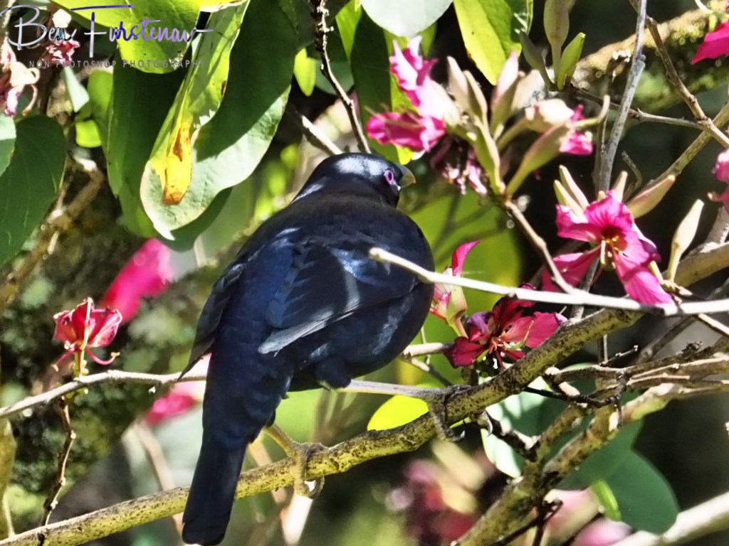 Valla, Northern New South Wales, Australia