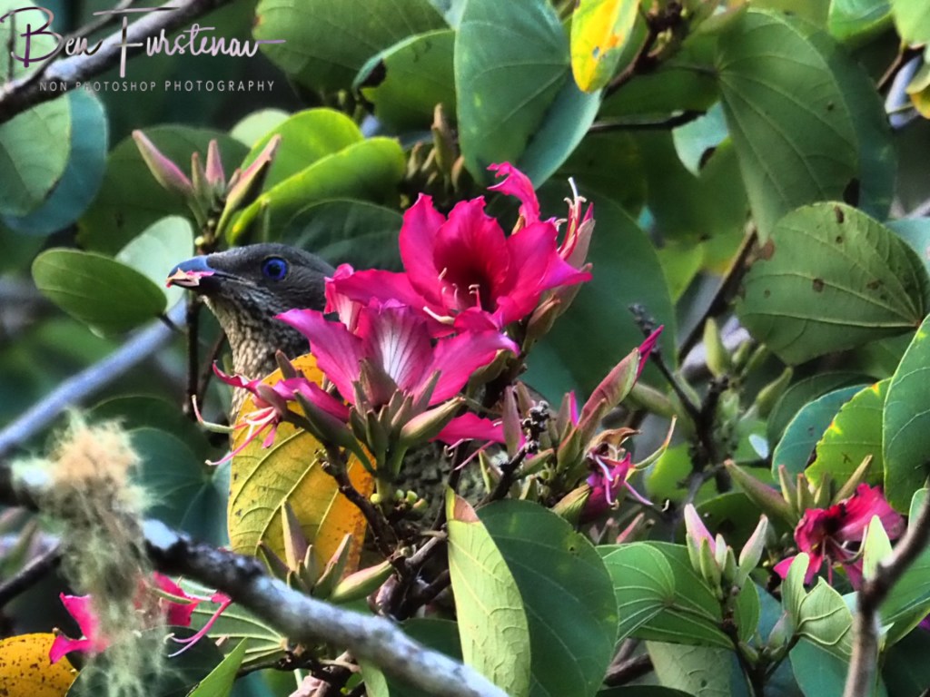 Valla, Northern New South Wales, Australia 