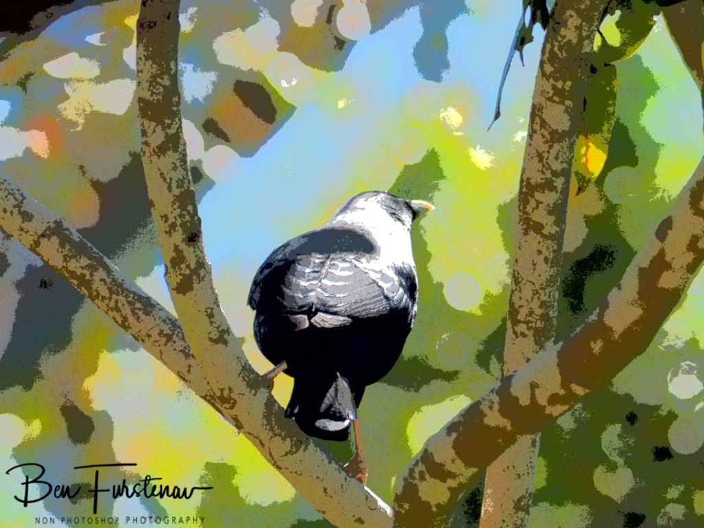 Valla, Northern New South Wales, Australia