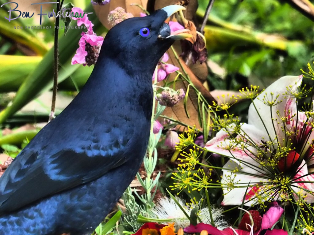 Valla, Northern New South Wales, Australia