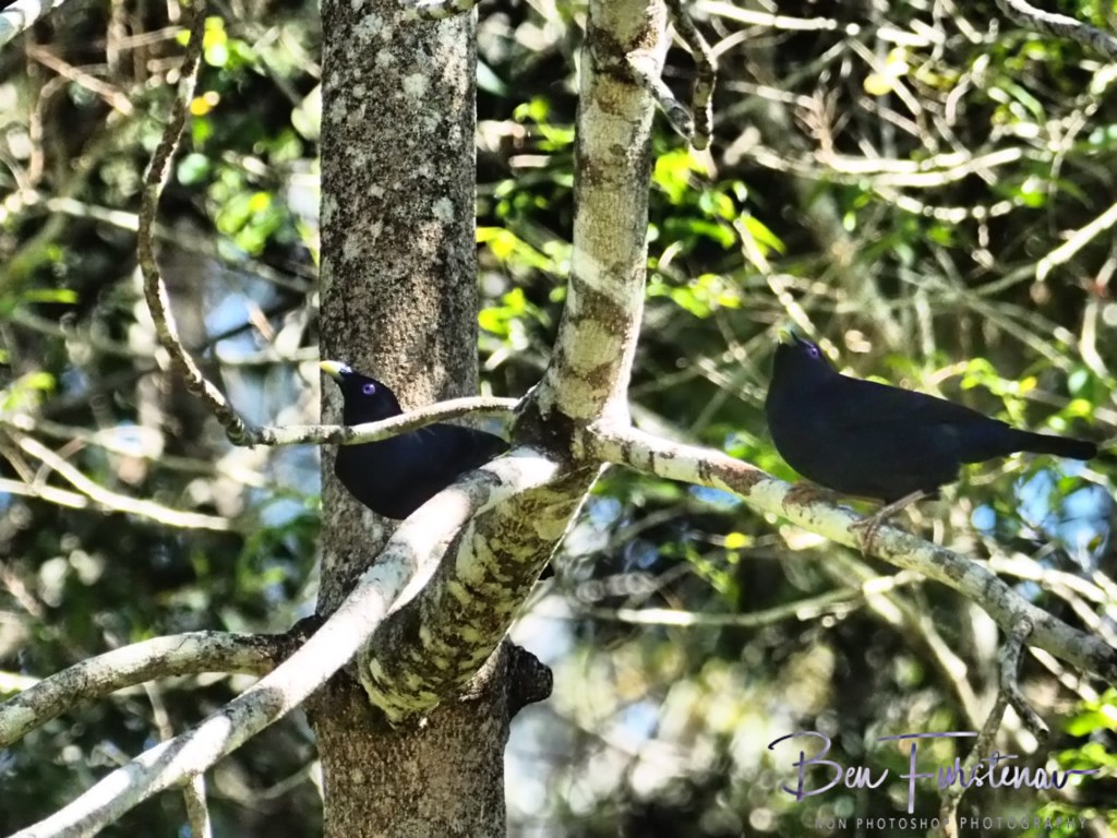 Valla, Northern New South Wales, Australia 