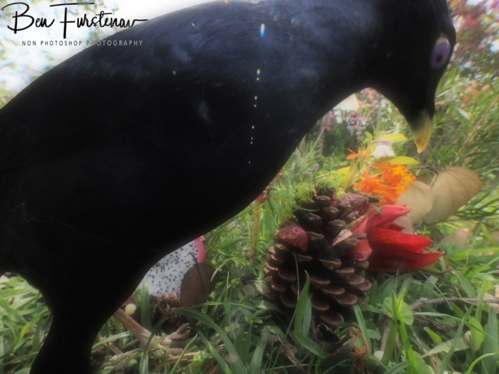 Valla, Northern New South Wales, Australia