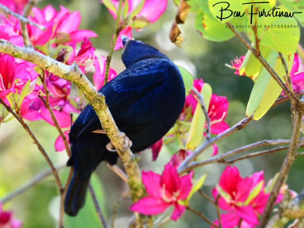 Valla, Northern New South Wales, Australia 