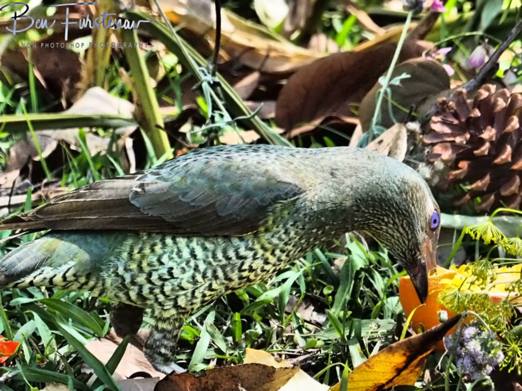 Valla, Northern New South Wales, Australia