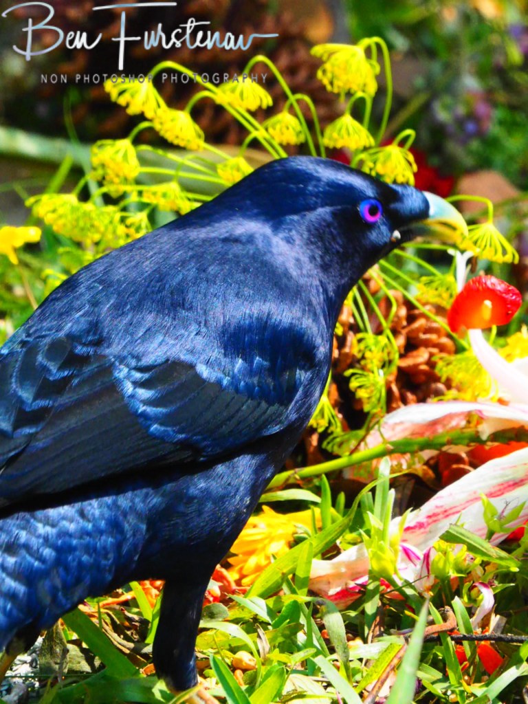 Valla, Northern New South Wales, Australia