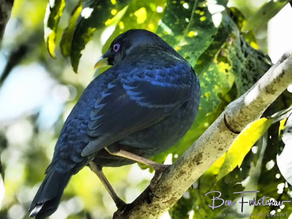 Valla, Northern New South Wales, Australia 