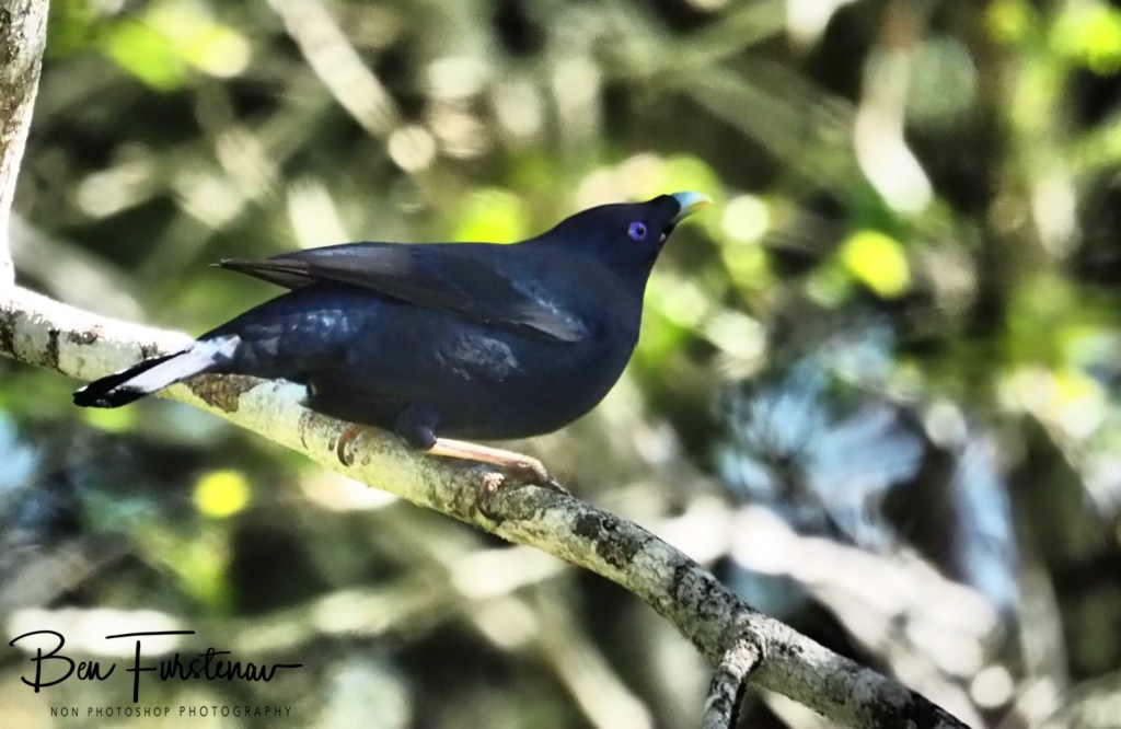 Valla, Northern New South Wales, Australia 