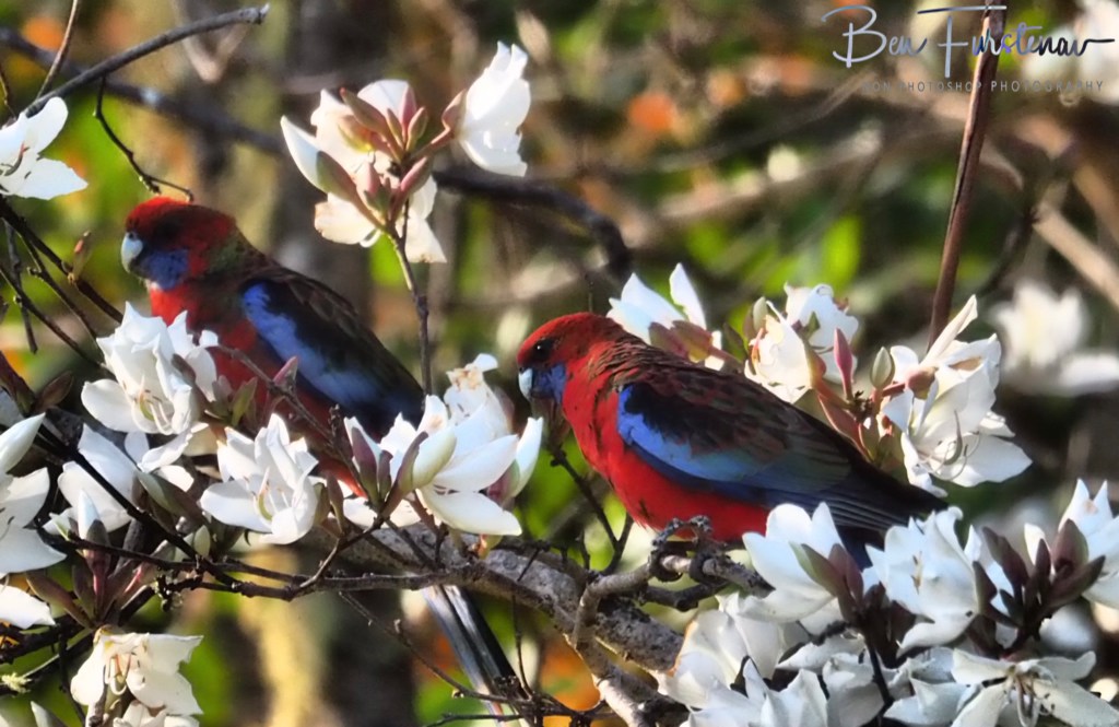Valla, Northern New South Wales, Australia 