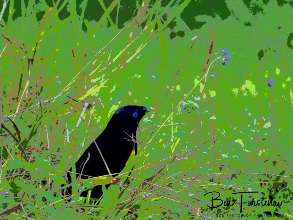 Valla, Northern New South Wales, Australia 