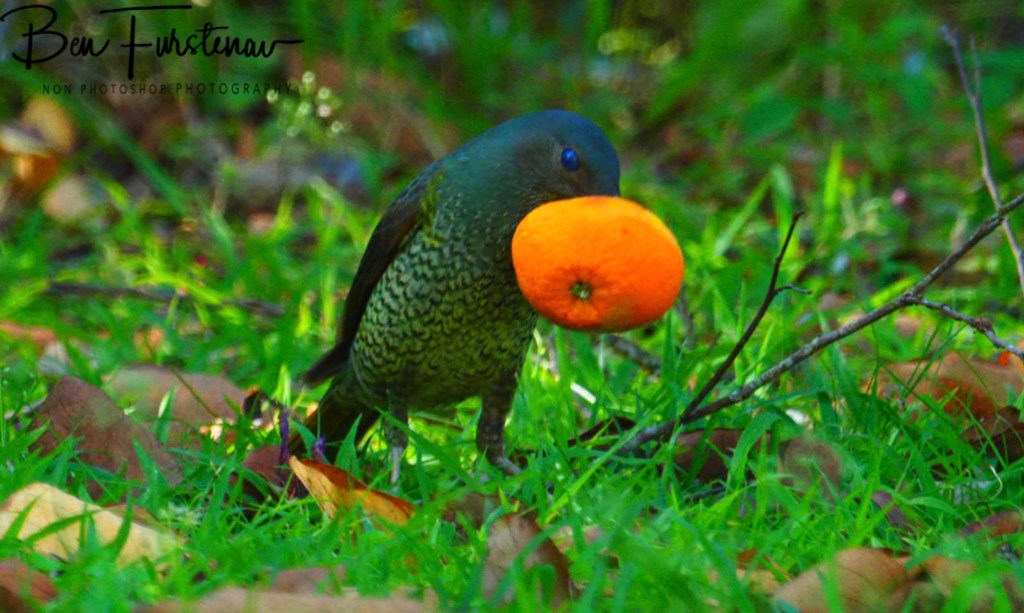 Valla, Northern New South Wales, Australia 