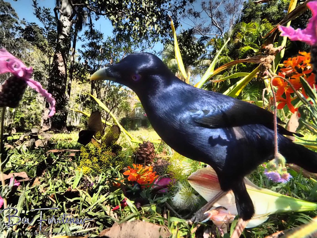 Valla, Northern New South Wales, Australia