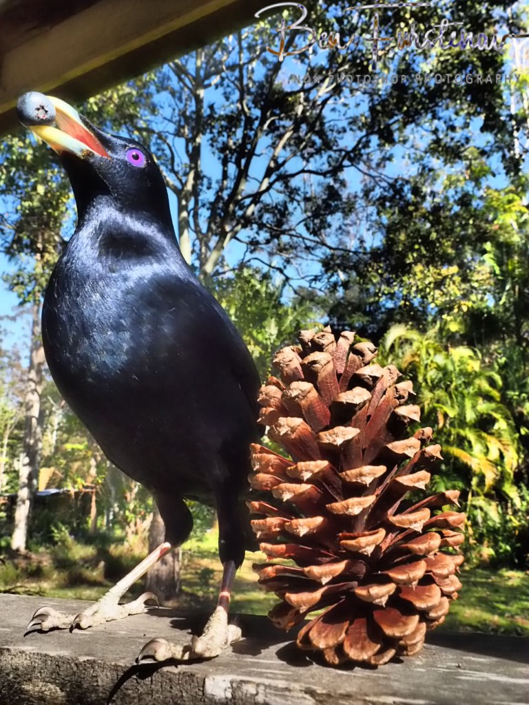 Valla, Northern New South Wales, Australia