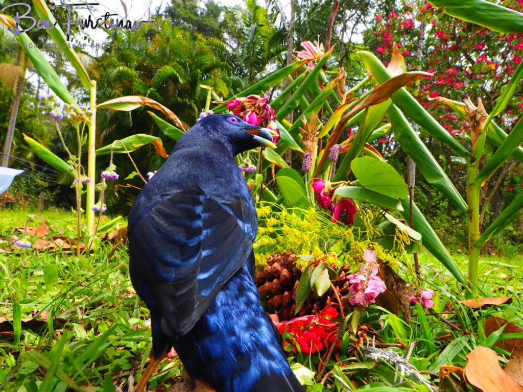 Valla, Northern New South Wales, Australia