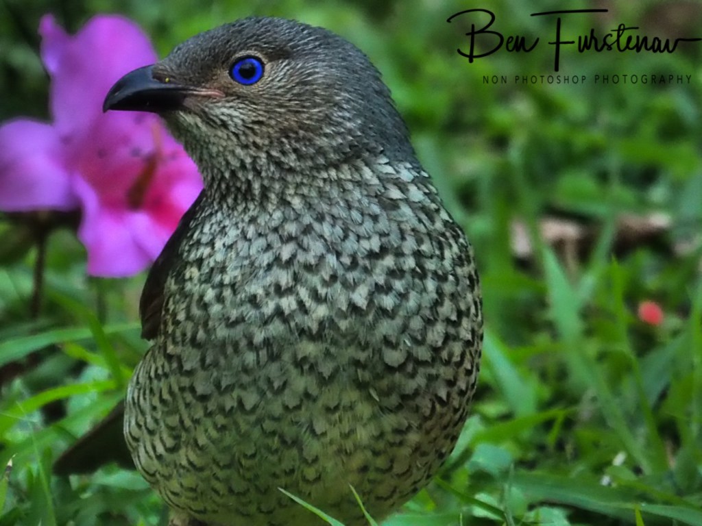 Valla, Northern New South Wales, Australia