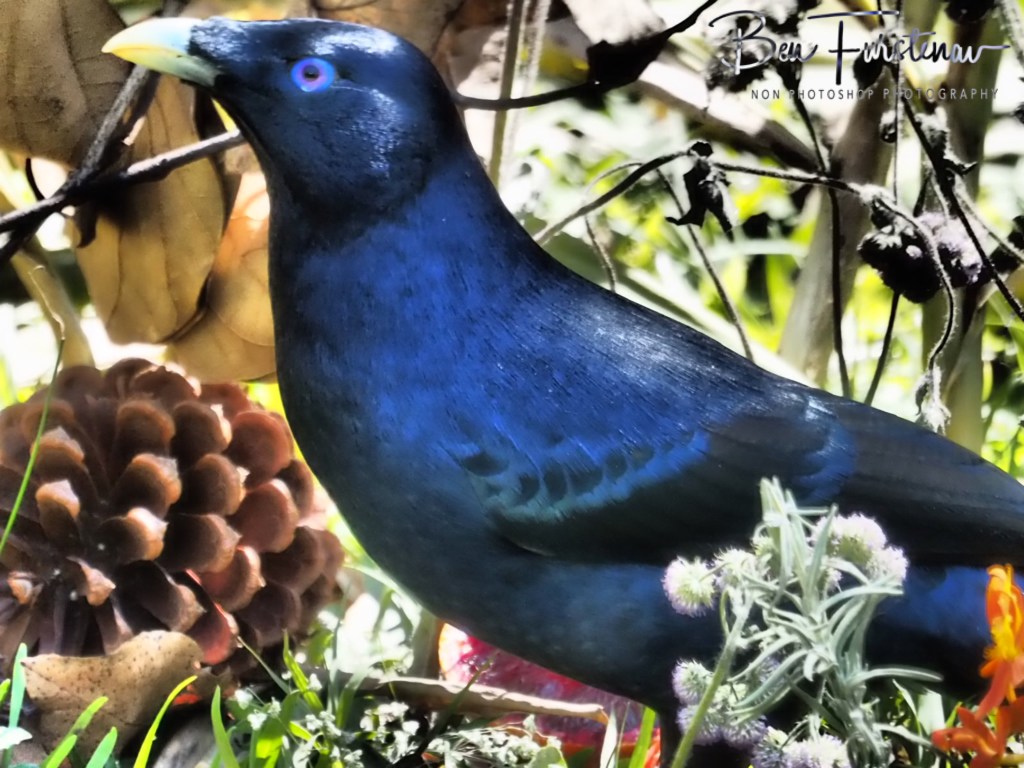 Valla, Northern New South Wales, Australia